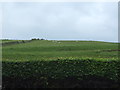 Hillside grazing above the A703 in EH45 8QJ