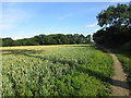 Wheatfield within Weelsby Woods in DN32 8PY