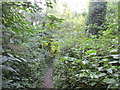 Path in Carr Plantation in DN36 4RH