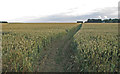 Footpath through Wheat Field near Fingrith Hall Farm, Blackmore in CM4 0LS