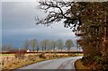 Minor road with winter trees, Muir o' Lea in PH7 3RN
