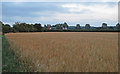 Barley Field near Ward's Farm, Highwood in CM1 3QT