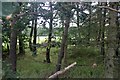 Woodland in Methven Castle estate in PH1 3NF