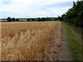 Footpath and track next to the A6 Great Glen Bypass in LE8 9DJ