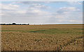 Barley Field near Colleybridge Farm, Radley Green in CM4 0LU