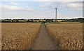 Public footpath through Wheat Field, near Butt Hatch Farm, Roxwell in CM1 4NW