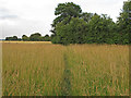 Footpath through meadow, Cooksmill Green, Roxwell in CM1 3SH