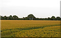 Wheat Field near Quires Green, Willingale in CM5 0SU