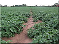 Footpath through the spuds in TF9 2SJ