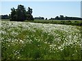 Moon daisies in a field in GL7 3NE