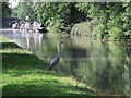 Heron, Shropshire Union Canal in TF9 2FA