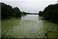 Dog Kennel Pond, Wentworth Woodhouse in S62 7UN