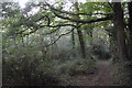 Mid Devon : Woodland Path in EX17 5LE