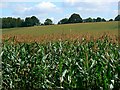 Field of maize, near The Warren, Wiltshire in SN8 3UU