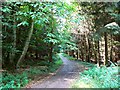 Track in Birch Copse, near The Warren in SN8 3HS