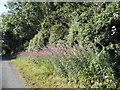 Rosebay Willowherb on Holtsmere End Lane in HP2 7QD