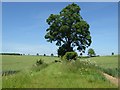 Tree in a hedgerow in GL7 5NT