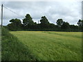 Cereal crop off Trenhayle Lane in TR27 6HP
