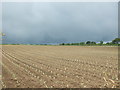 Crop field near Sheffield in TR19 6AW