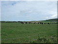 Cattle grazing, Trevedra Common in TR19 6JB