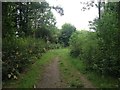 In Rosliston Forest in Cauldwell