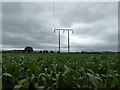 Power lines in a maize field in the floodplain of the River Severn in SY21 8AE