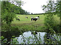 Cow beside the Montgomery Canal in SY21 8AW