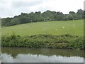 Canal and field by Crockford Farm in BA2 7JH