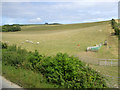 Sheep farming near Rowborough Farm in PO30 3JD