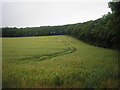 Field of wheat in KY9 1EZ