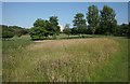 The Bee Meadow, Bellahouston Park in G52 1JP