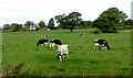 Pasture north-west of Marbury in Cheshire in Marbury and District