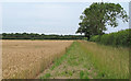 Field Margin on Wheat Field near Belgrove Farm, Henstead in Henstead with Hulver Street