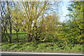 Roadside trees, A259 in TN29 9SG
