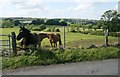Horses beside the road in G78 1TY