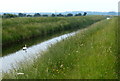 Swan on the River Nar in PE33 0PX