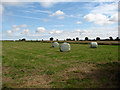 Silage bales in field near Conifer Wood in Briston Ward