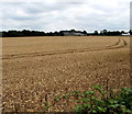 Twin tracks through a field near Nibley, South Gloucestershire in BS36 2NS