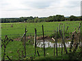 Pond in cattle pasture in Briston Ward