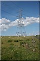 Sheep and pylon, Dyke Hill in G78 3HP