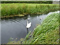 Swan and cygnets on The Monty near Berriew in SY21 8BF