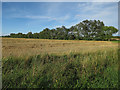 Recently harvested field by Cross Drove in CB25 9LP
