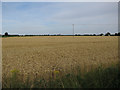Wheat field by Glebe Way in CB24 9HN