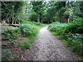 Bridleway, Connigers Copse in SO42 7UB