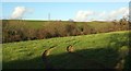 Fields and valley near Watergate in EX37 9PY