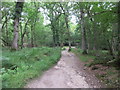 Bridleway to Roydon Manor in SO41 8PJ