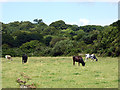 Cattle grazing beside the A497 road in LL53 6SQ