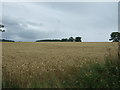 Cereal crop off Astwood Lane in B60 4BA
