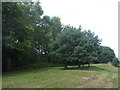 Woodland beside the A38, Bromsgrove in B60 2HN