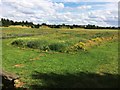 Wild Flower Meadow at Quarry Park in DN7 4HU